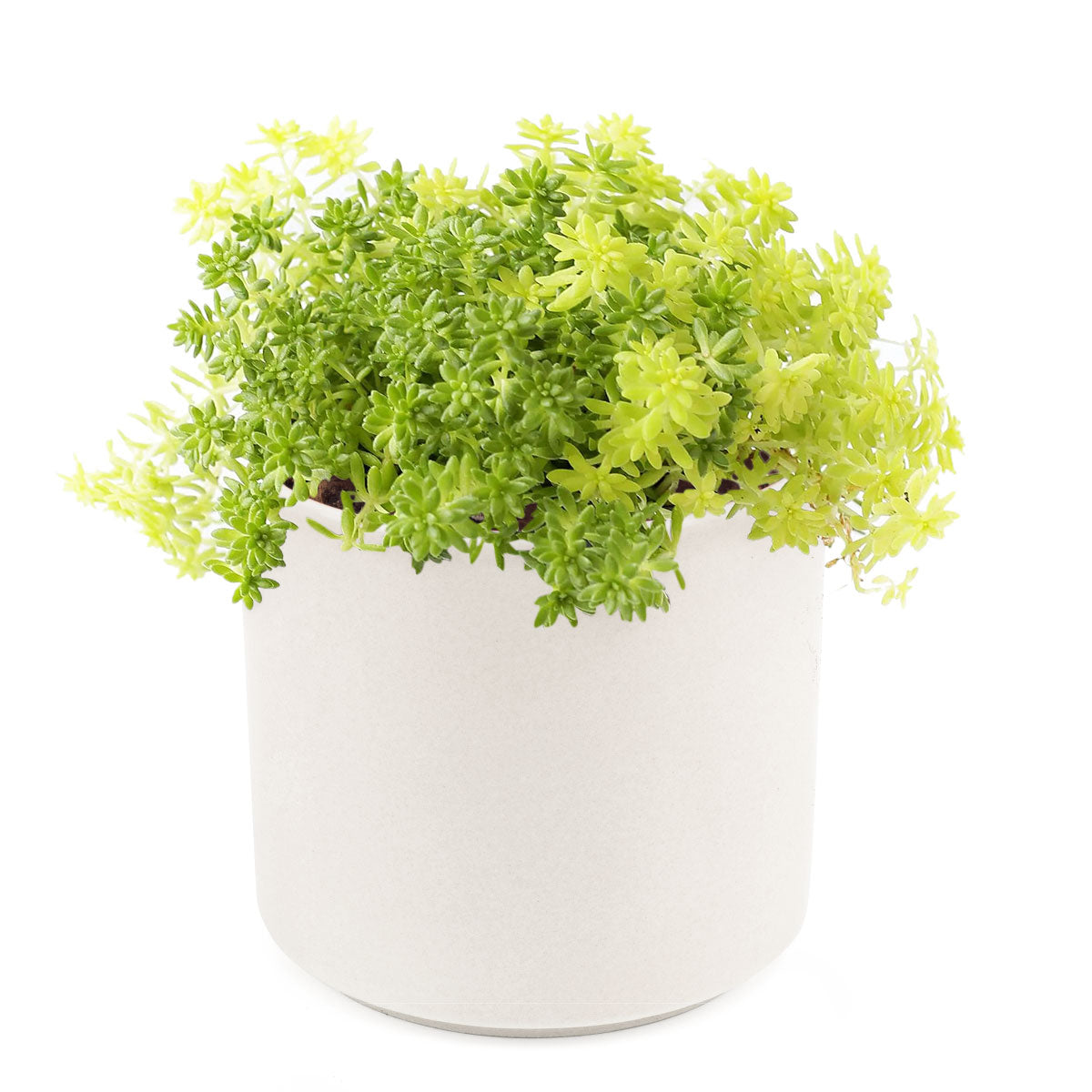 Sedum Golden Moss Succulent