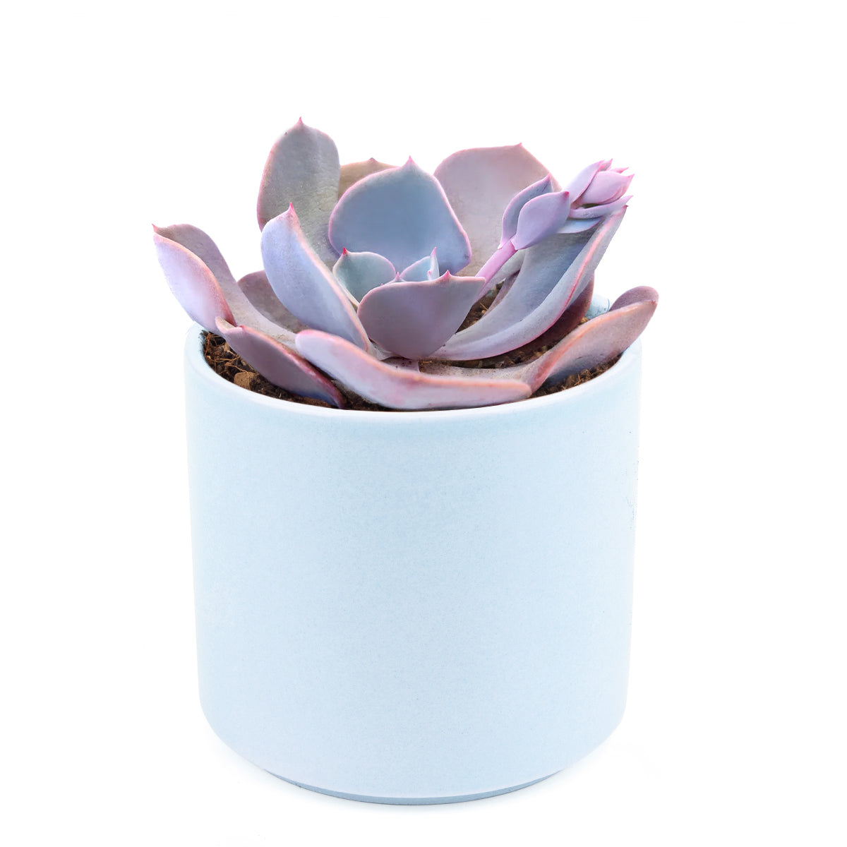 Echeveria Dusty Rose