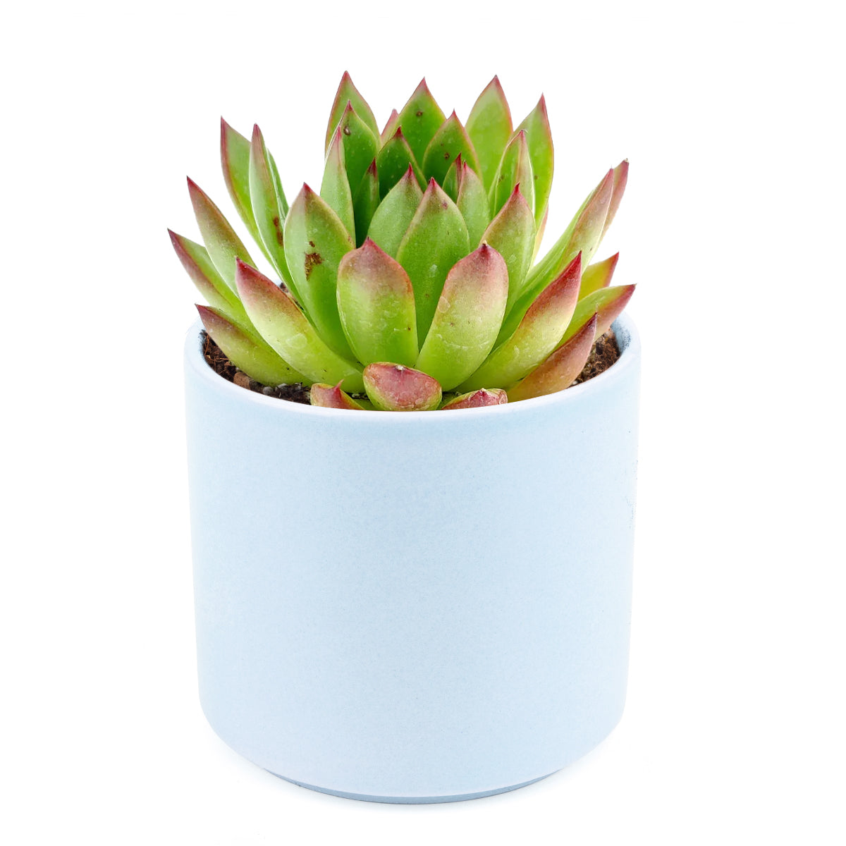 Echeveria Agavoides Lipstick Succulent