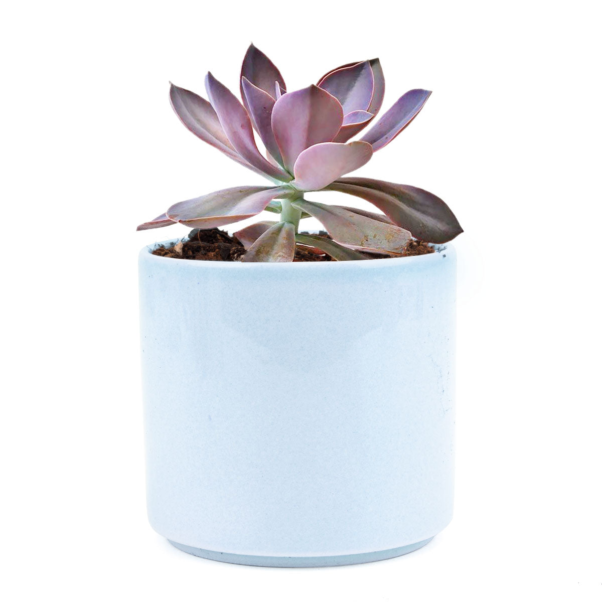 Graptoveria Fred Ives