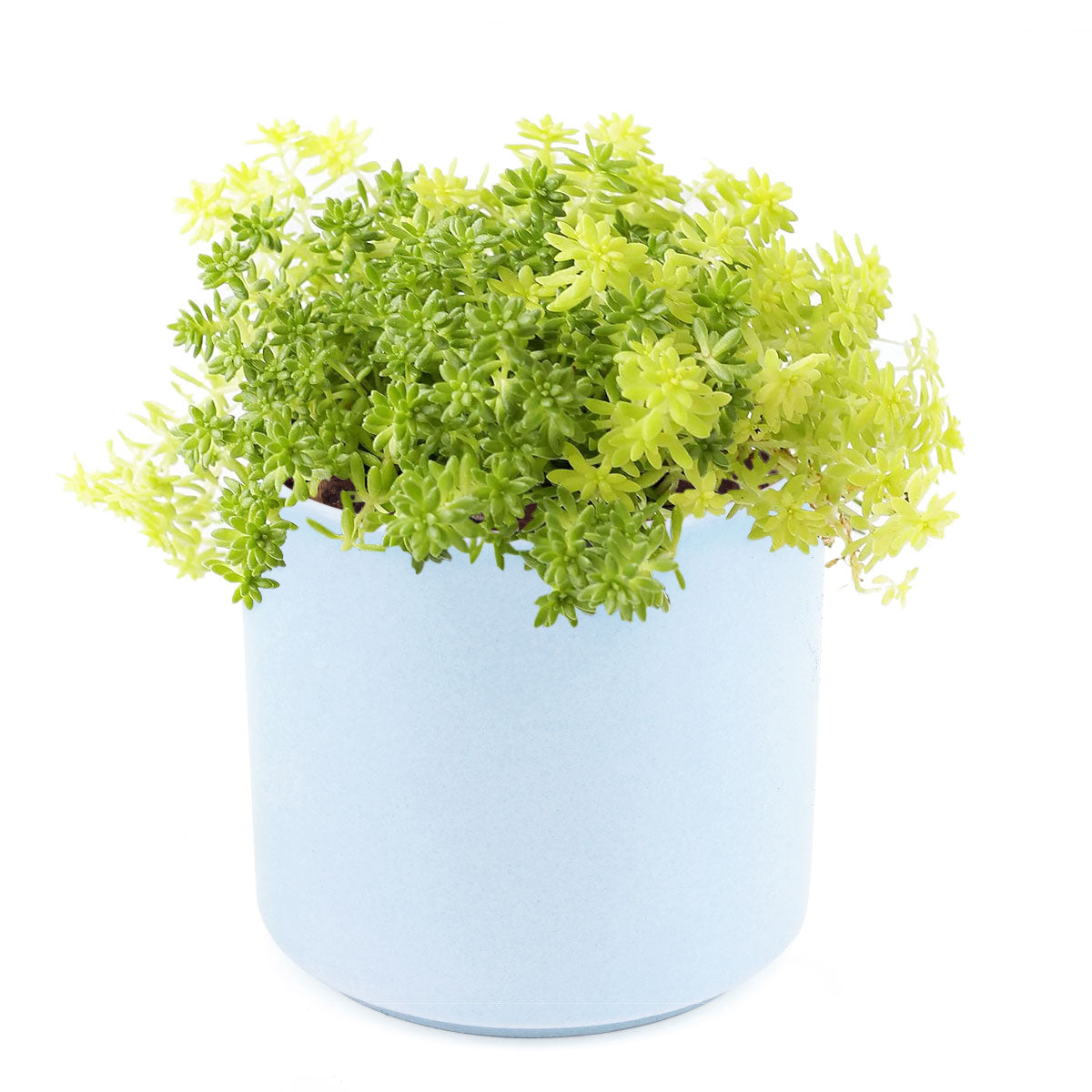 Sedum Golden Moss Succulent