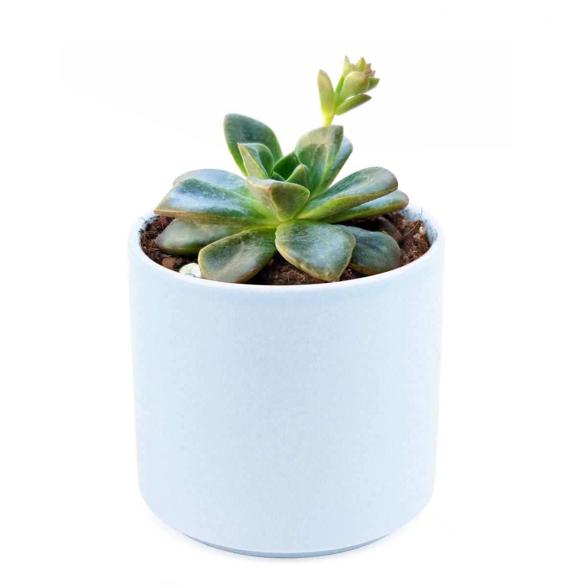 Echeveria Compressicaulis