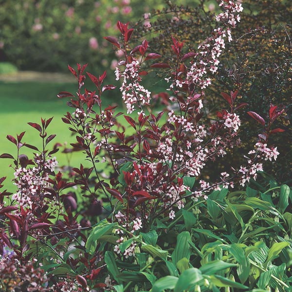 Purple Leaf Sandcherry