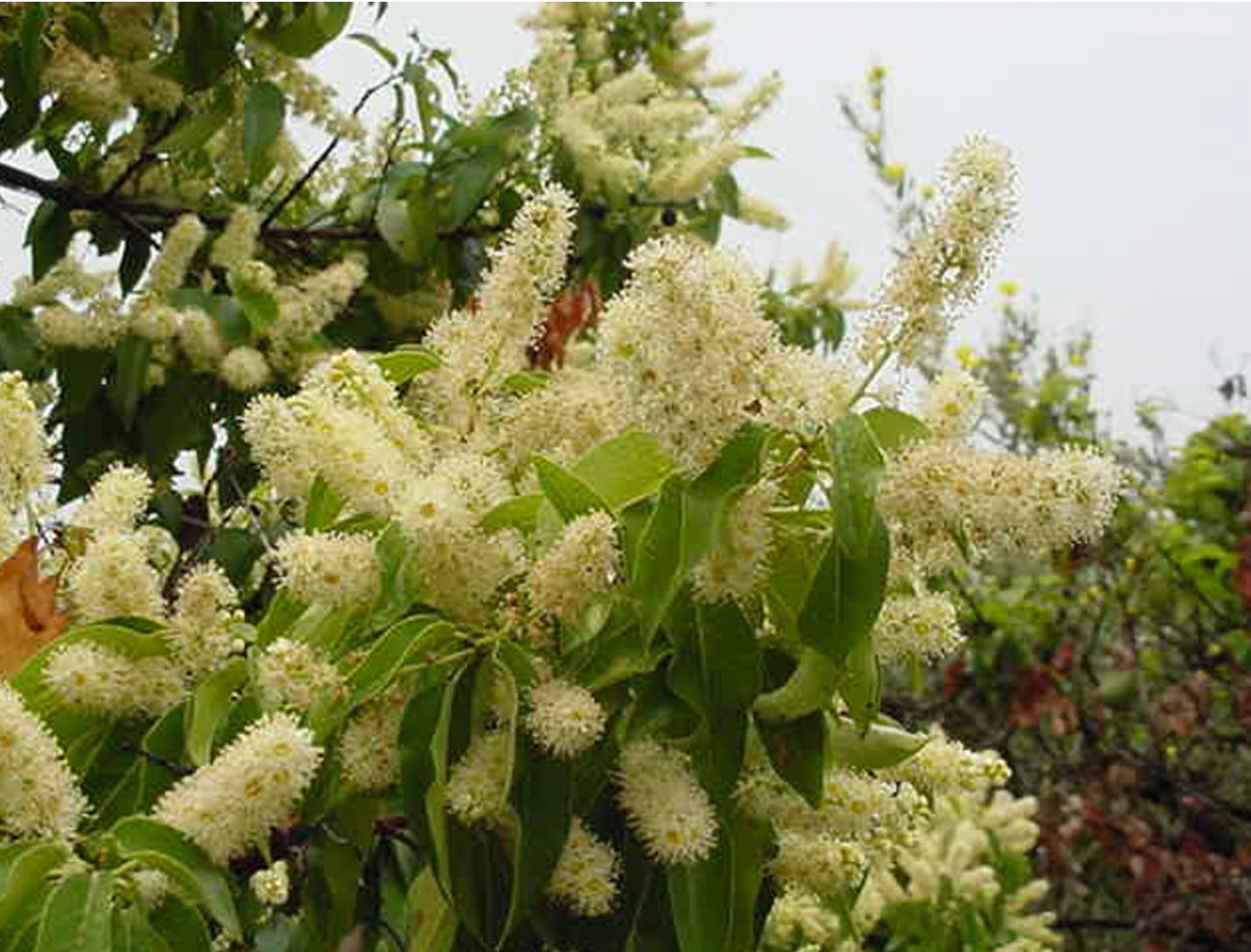 Catalina Cherry (1 Gal.)