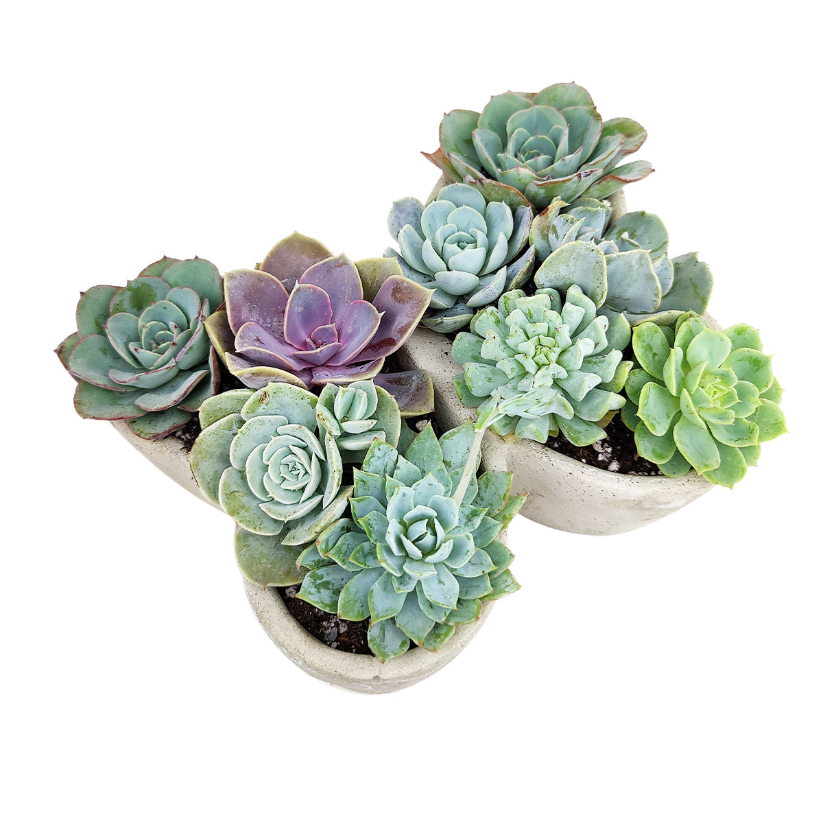 Butterfly Succulent Arrangement