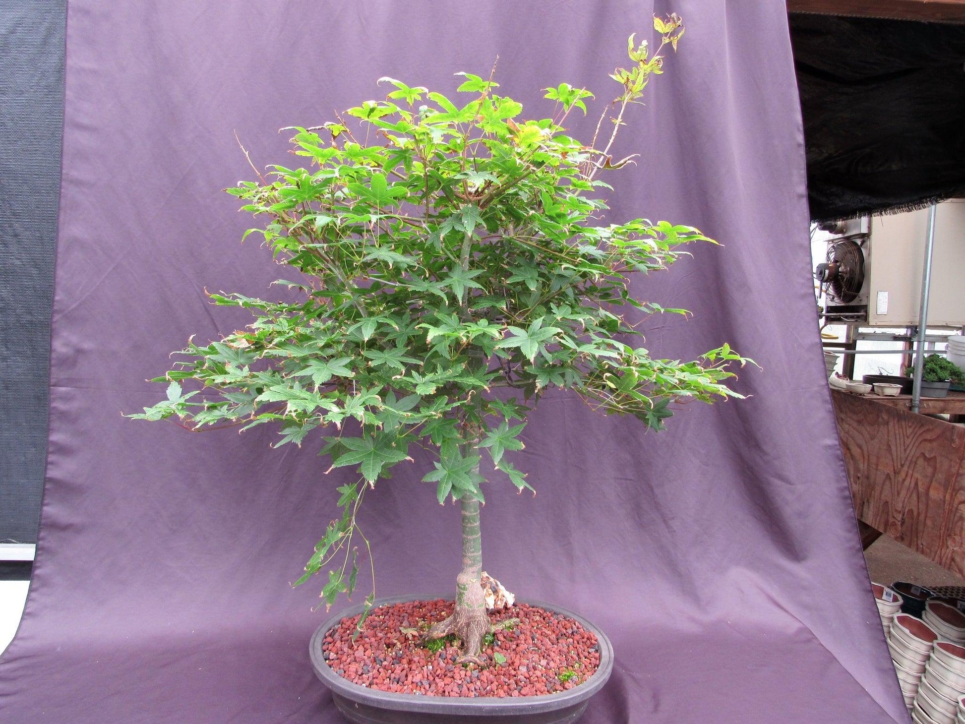 specimen bonsai tree 41 Year Old Shindeshojo Japanese Maple Specimen Bonsai Tree