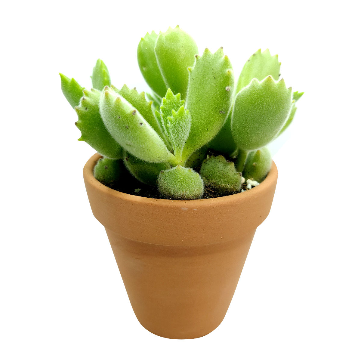 Cotyledon Tomentosa Bear Paw