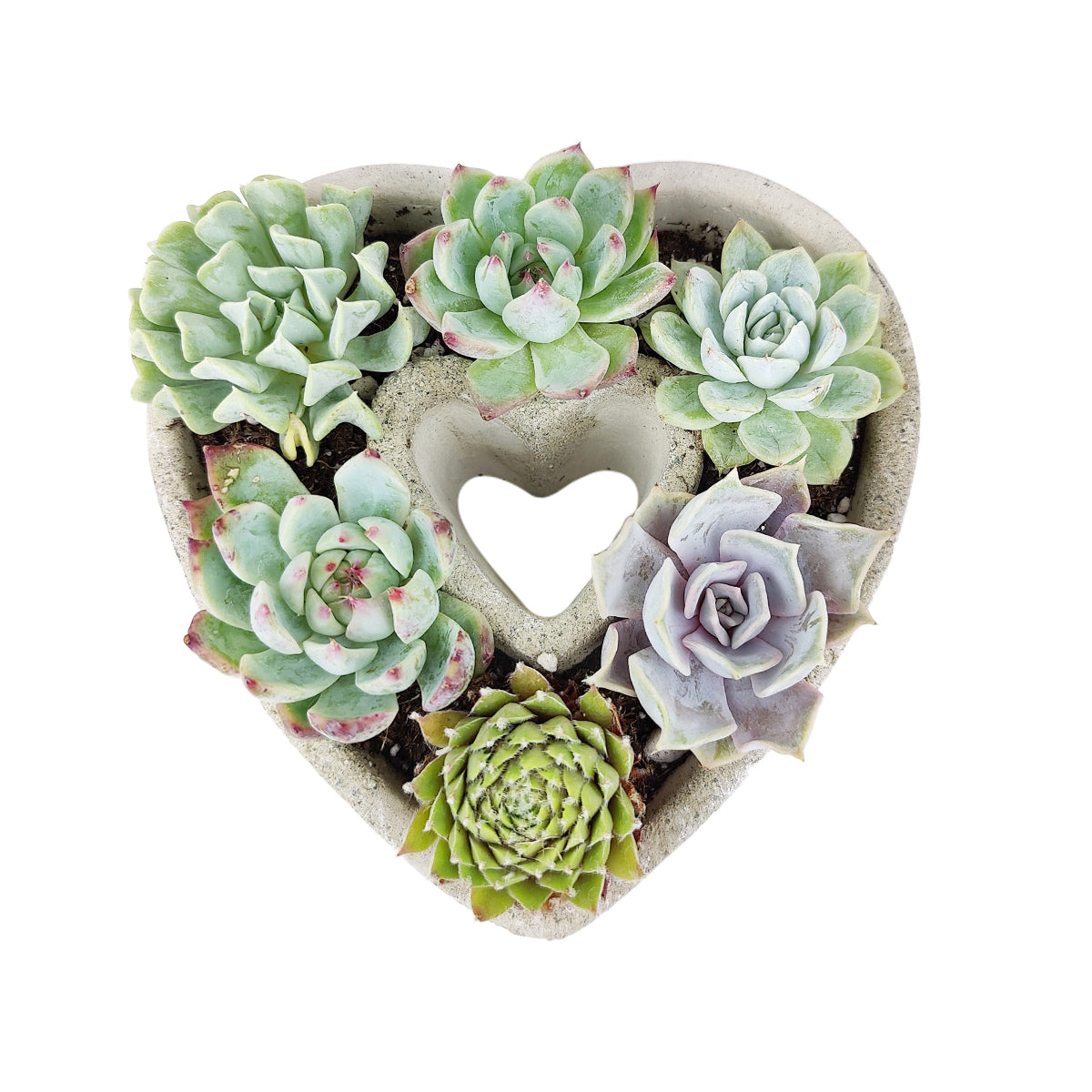 Succulent Heart Arrangement