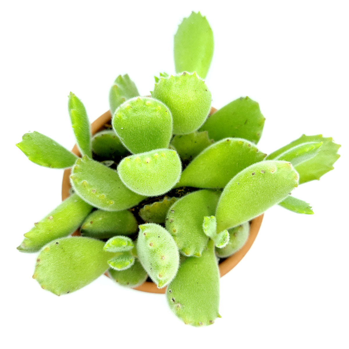 Cotyledon Tomentosa Bear Paw