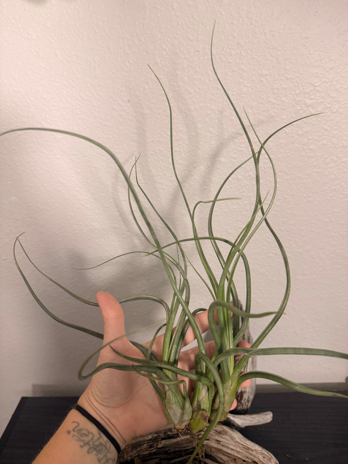 Pseudobaileyi - 6 to 9 Inches - Tillandsia Air Plant - Bright Indirect Light - Long Twisting Leaves - No Soil Plant - Beginner Plant