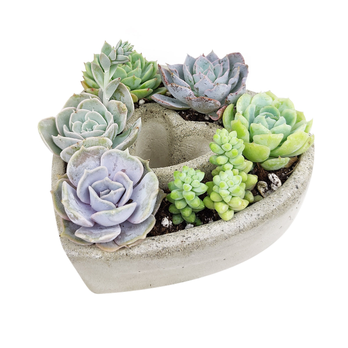 Succulent Heart Arrangement