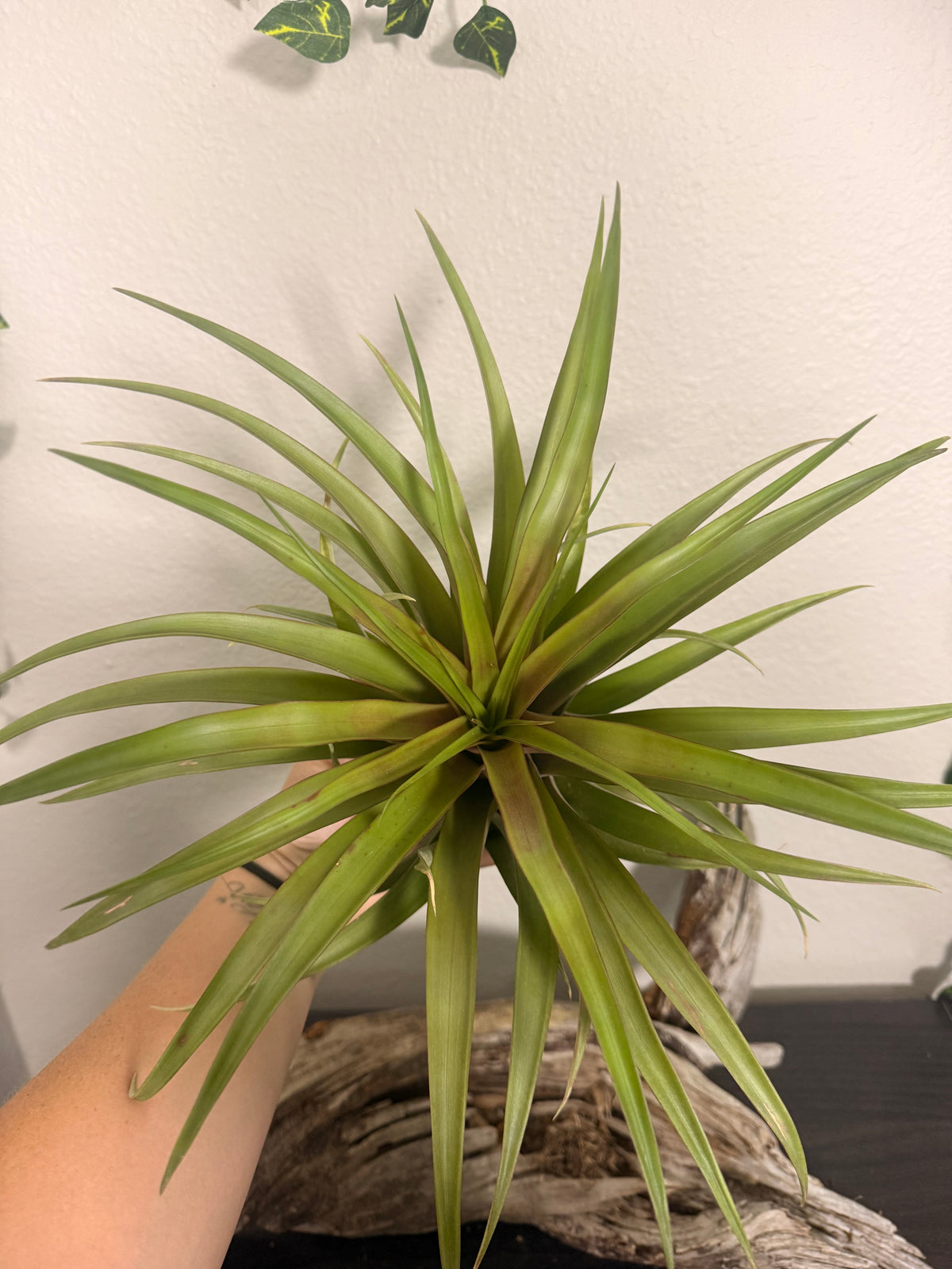 Capitata Red - 10 to 12 Inches - Large Full Air Plant - Red Leaf Flush When Blooming - Indoor Tropical Air Plant - Easy Care - Moderate to Bright Light Tolerant - Air Purifying - Unique and Rare Houseplant