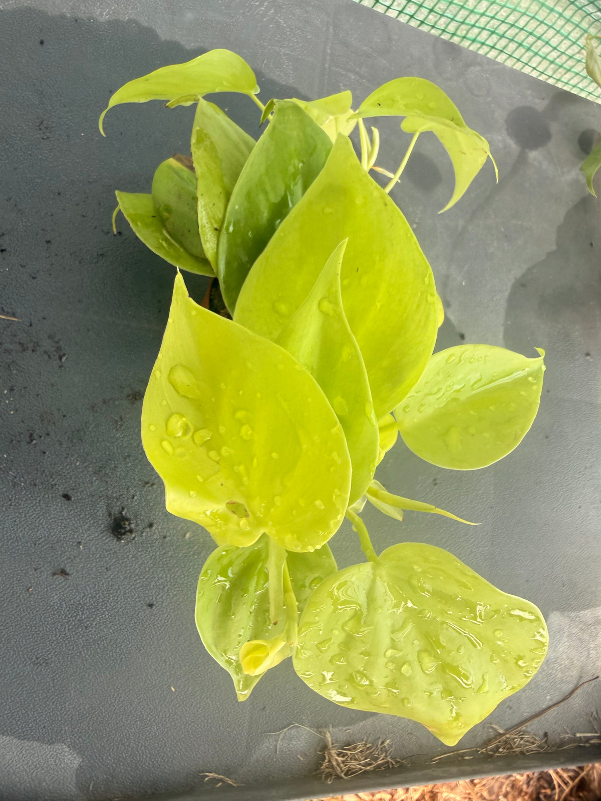 Garden Plugs