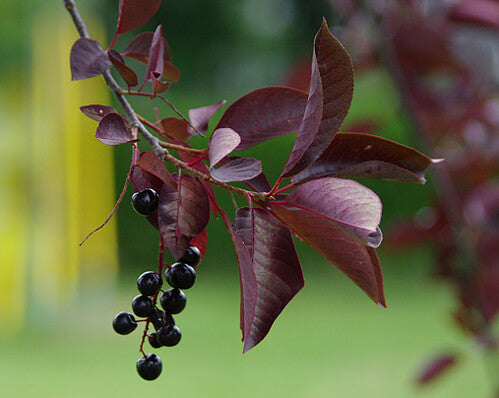 Purple Leaf Sandcherry