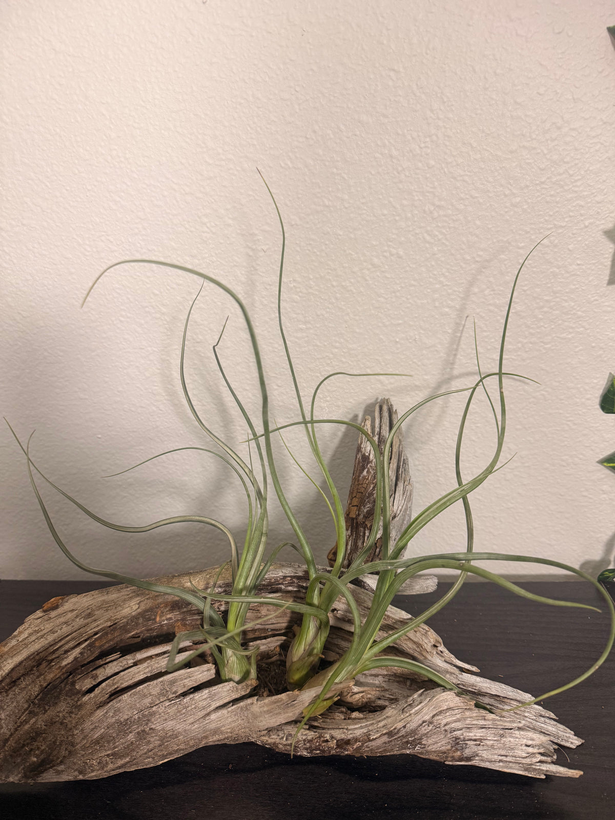 Pseudobaileyi - 6 to 9 Inches - Tillandsia Air Plant - Bright Indirect Light - Long Twisting Leaves - No Soil Plant - Beginner Plant