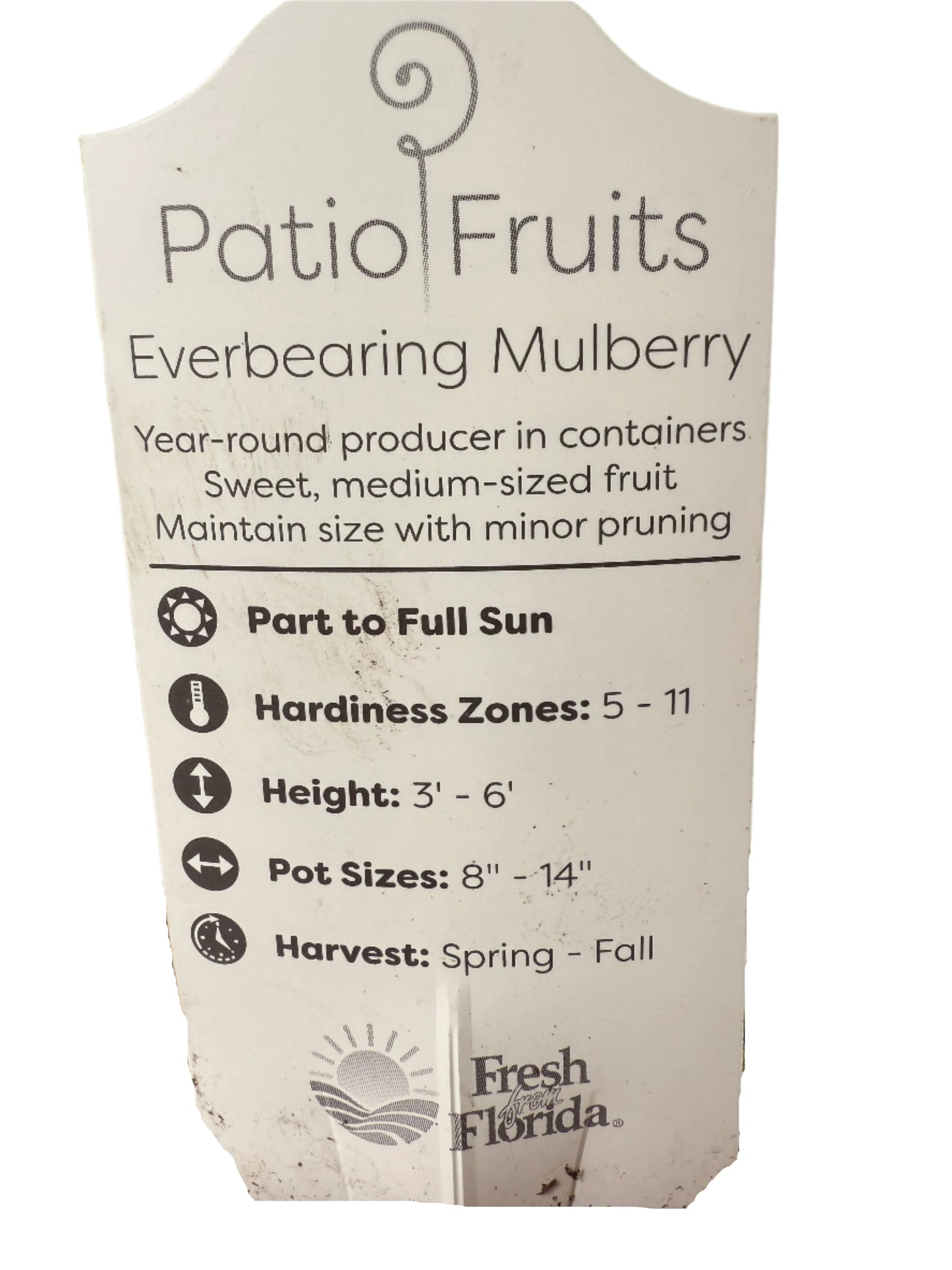 Live Mulberry Plant - Morus Nigra - Dwarf Mulberry - Zones 5 - 10 - Easy Care - Container Growing