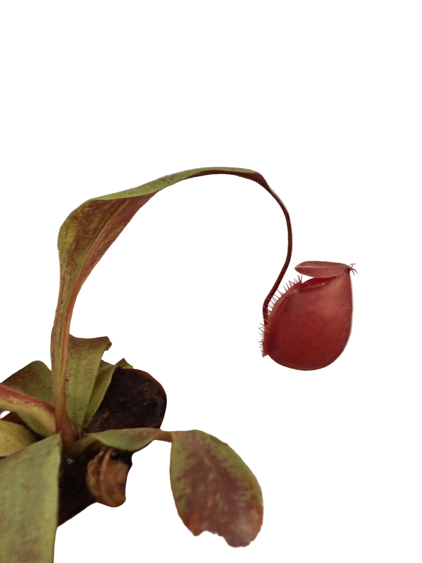 Mix of Carnivorous Live Plants - Low-Maintenance - Sundew - Sarracenia - Nepanthes - Insect-eating Plants - Terrarium Carnivorous Plants