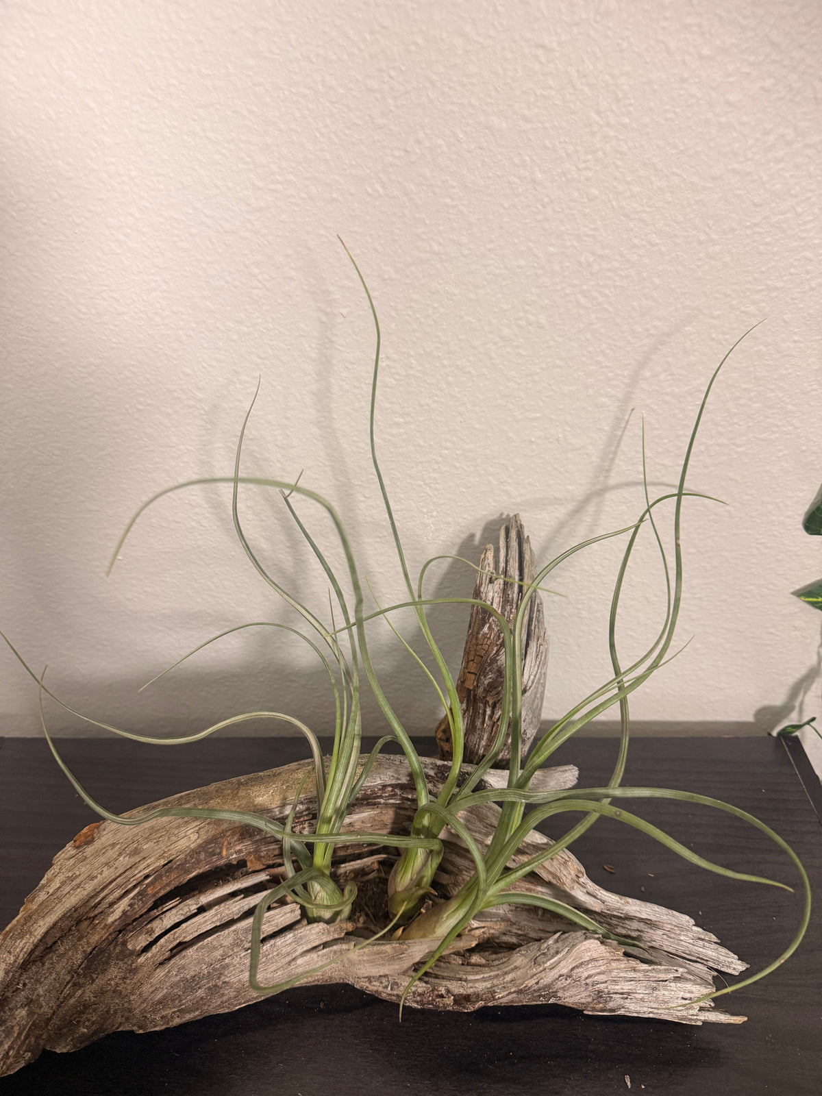 Pseudobaileyi - 6 to 9 Inches - Tillandsia Air Plant - Bright Indirect Light - Long Twisting Leaves - No Soil Plant - Beginner Plant