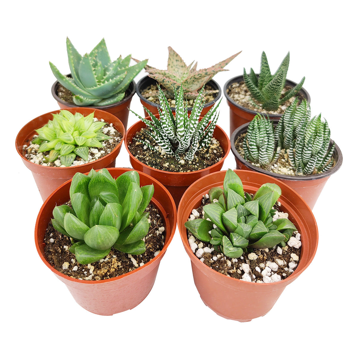 Haworthia/ Aloe/ Agave/ Gasteria Succulent 4" Pack