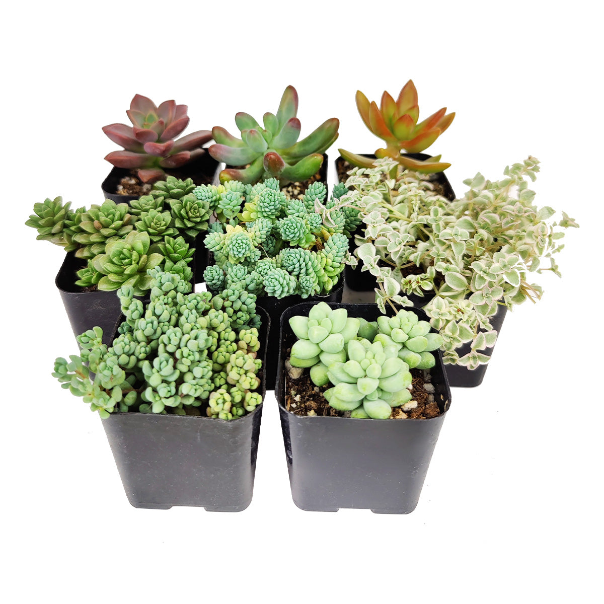 Sedum Succulent Pack