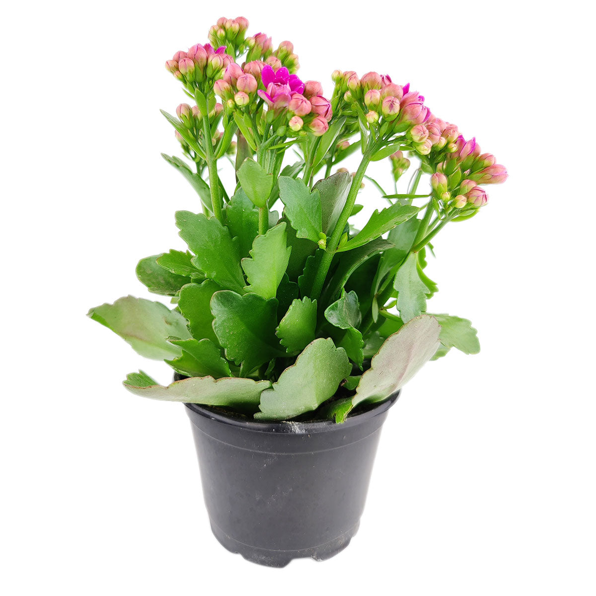 Kalanchoe blossfeldiana 'Calandiva Purple'