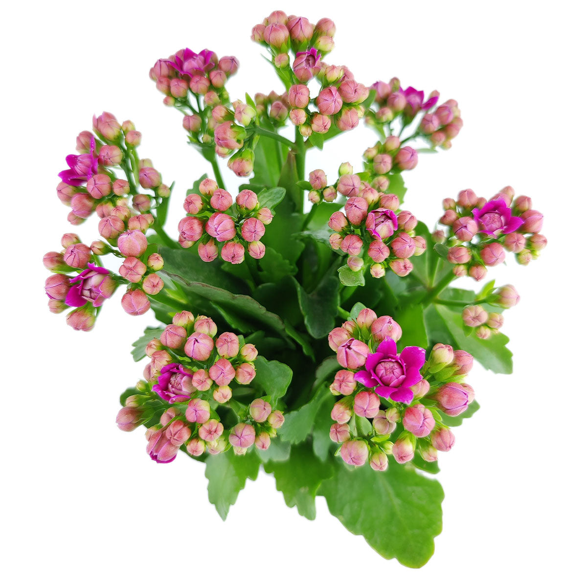 Kalanchoe blossfeldiana 'Calandiva Purple'