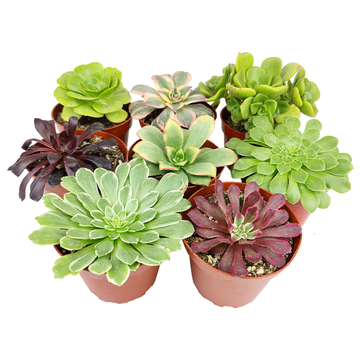 Aeonium Succulent Pack 4"