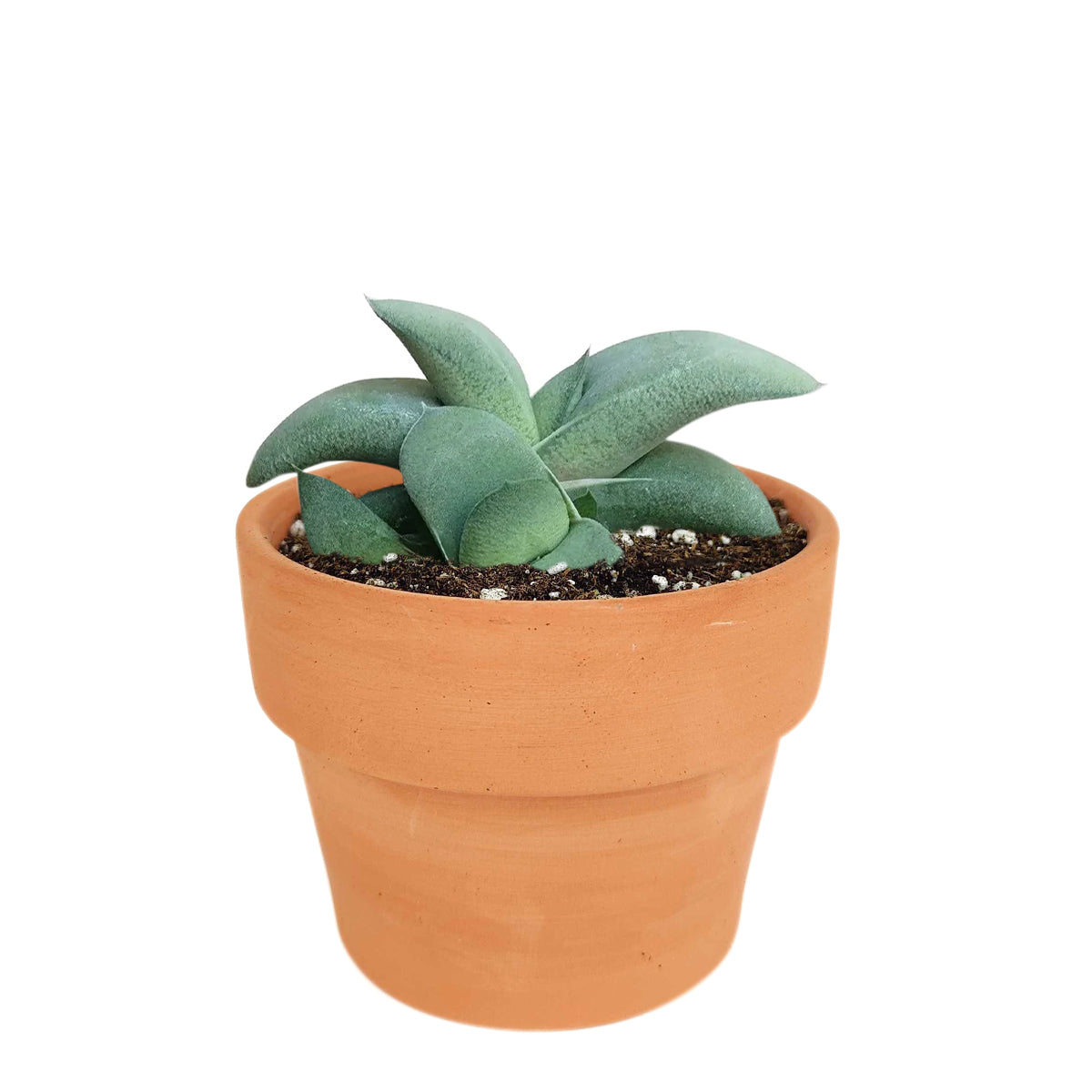 Gasteria Ox Tongue Succulent