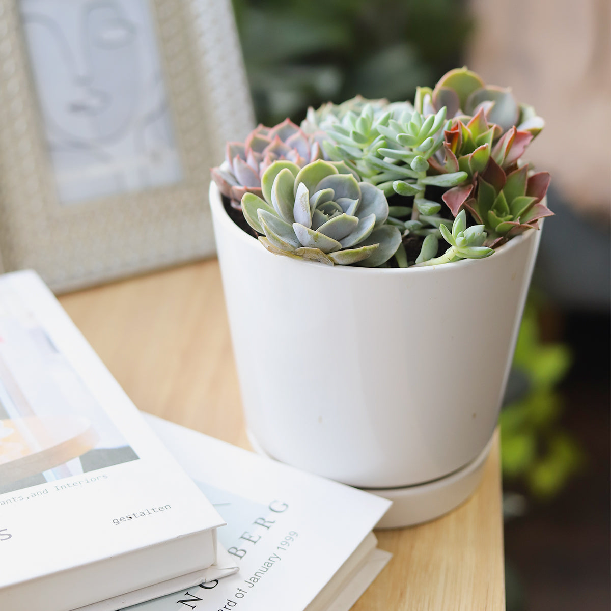 Succulent Arrangement in Grey Minimalist Planter