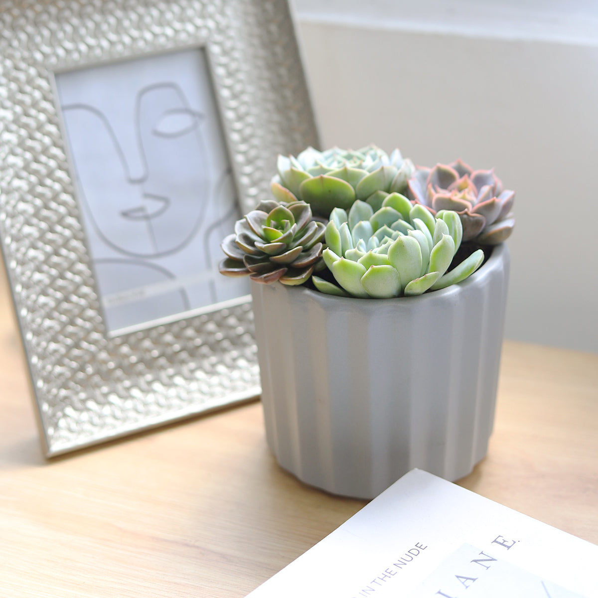 Succulent Arrangement in Grey Ceramic Faux Cement Planter