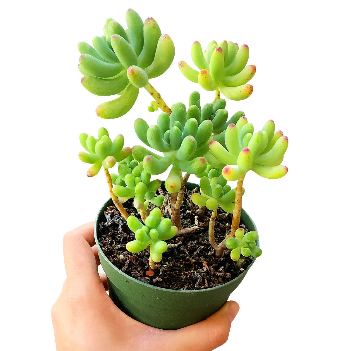 Green Jelly Bean Sedum