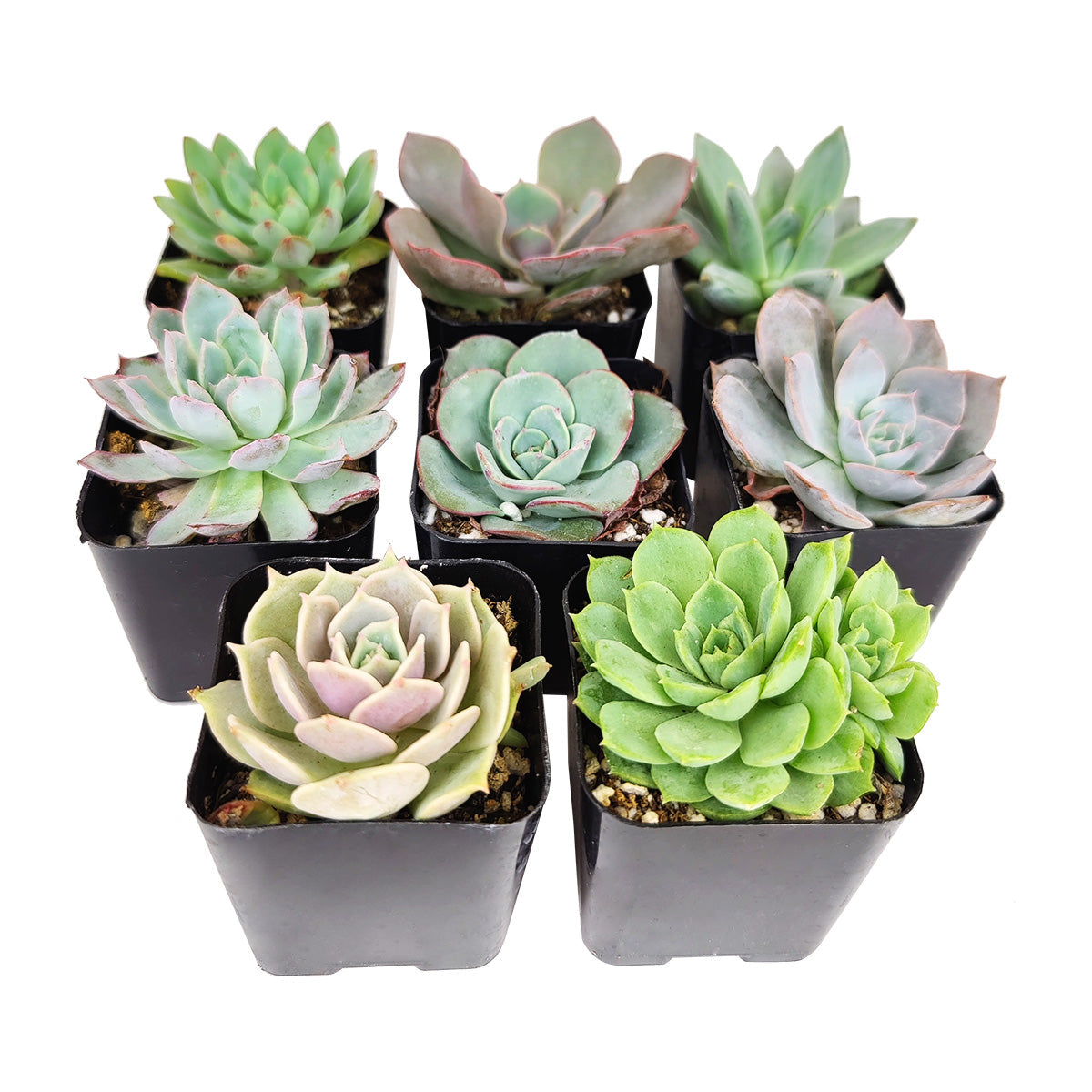 Echeveria Succulent 2" Pack