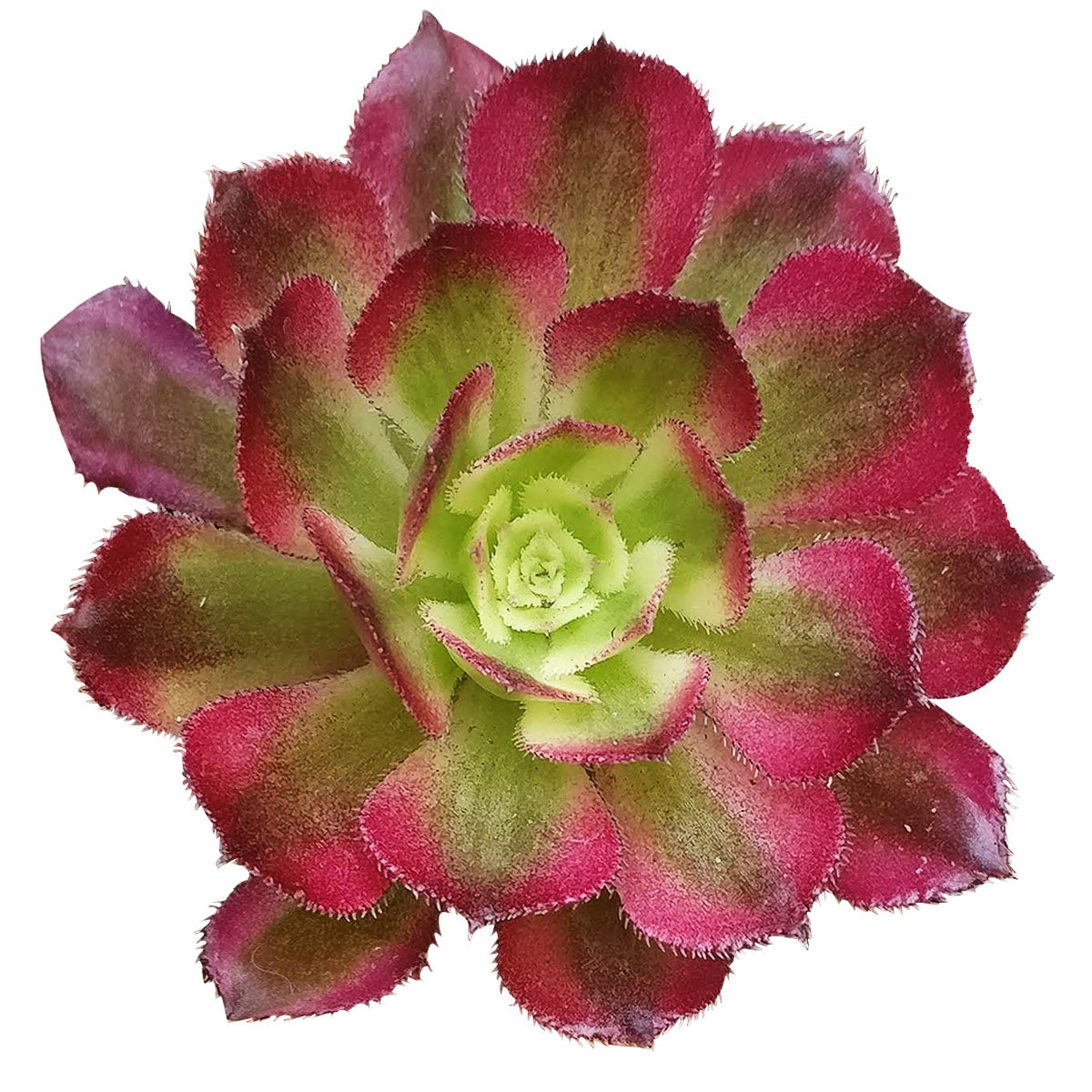 Aeonium Mardi Gras Rosettes