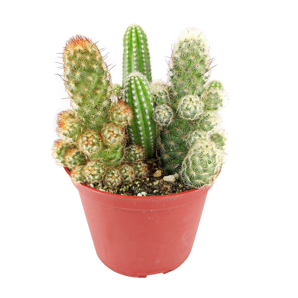 Cactus Garden Arrangement