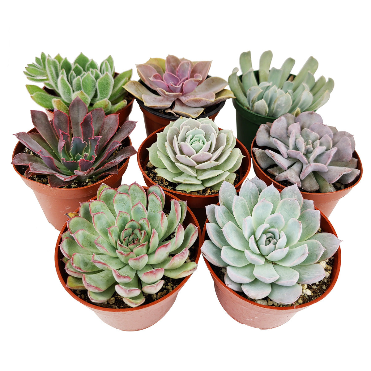 Echeveria Succulent 4" Pack