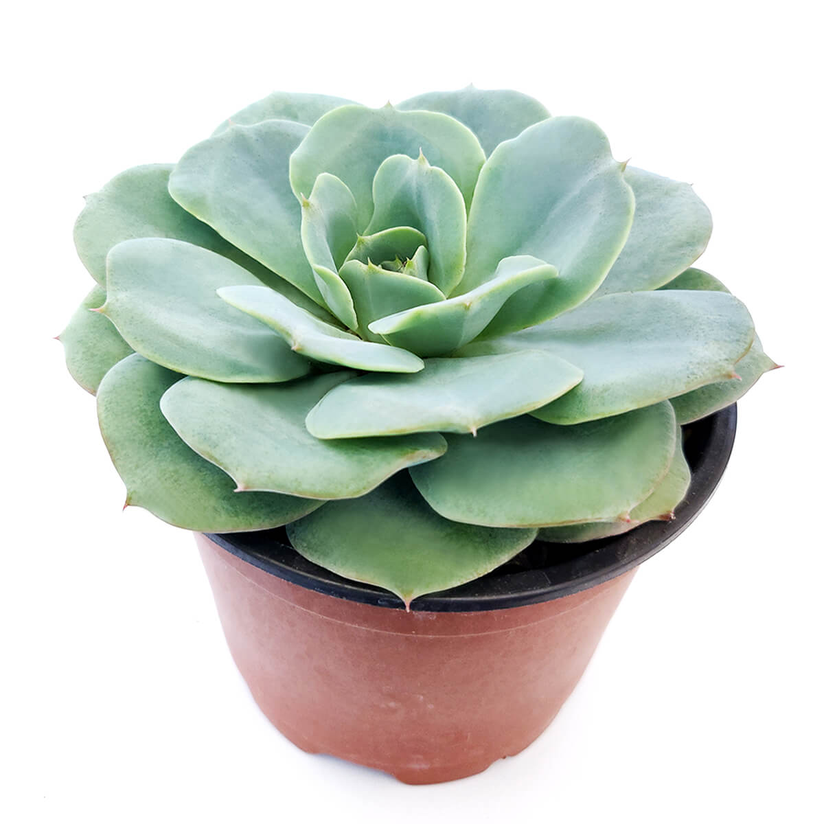 Echeveria Atlantis Succulent