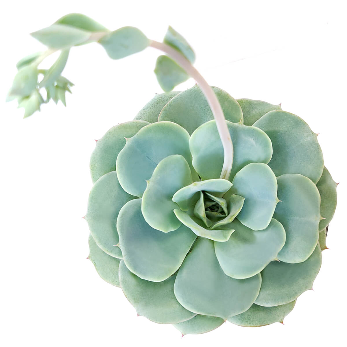 Echeveria Atlantis Succulent