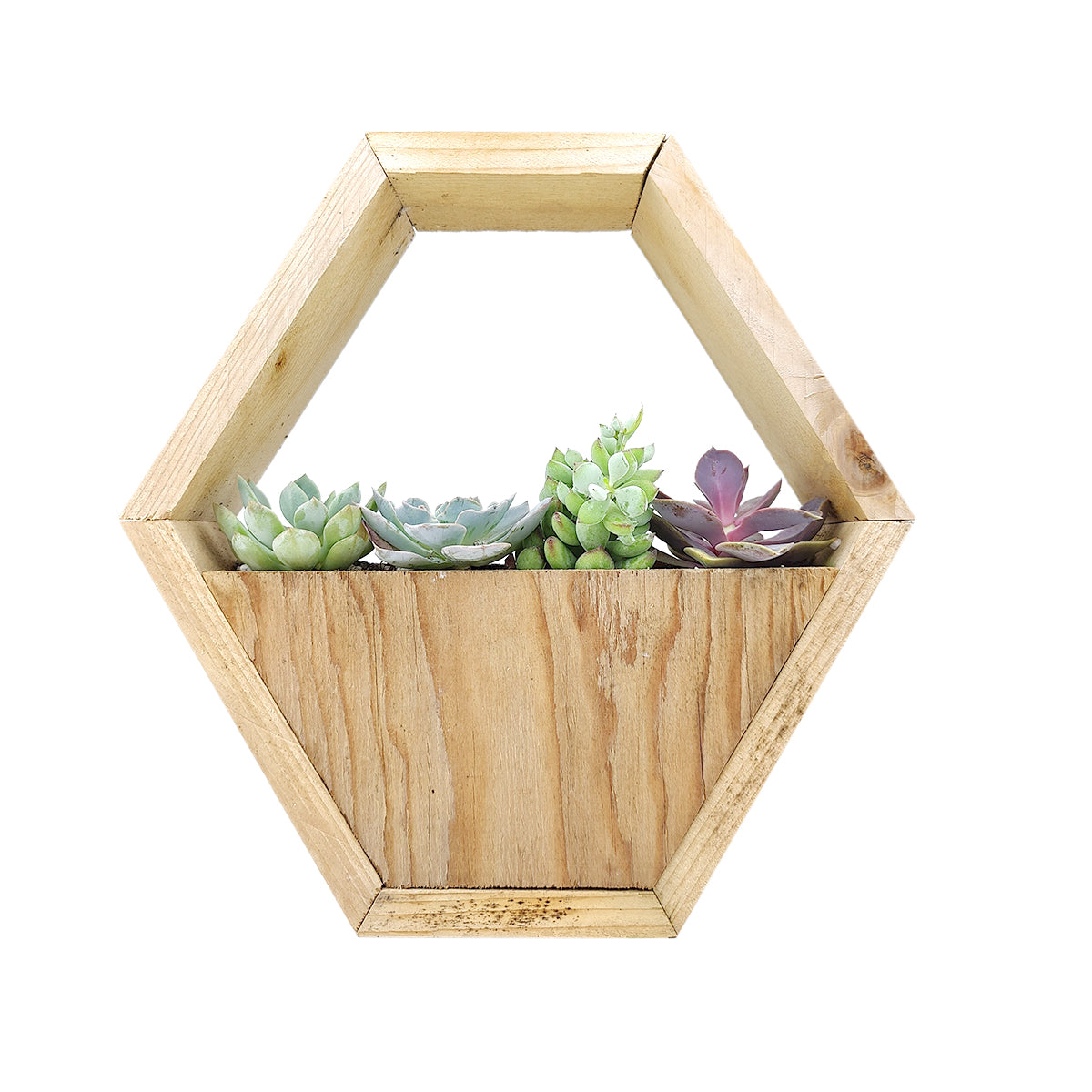 Succulent Arrangement in Hexagon Wall Planter