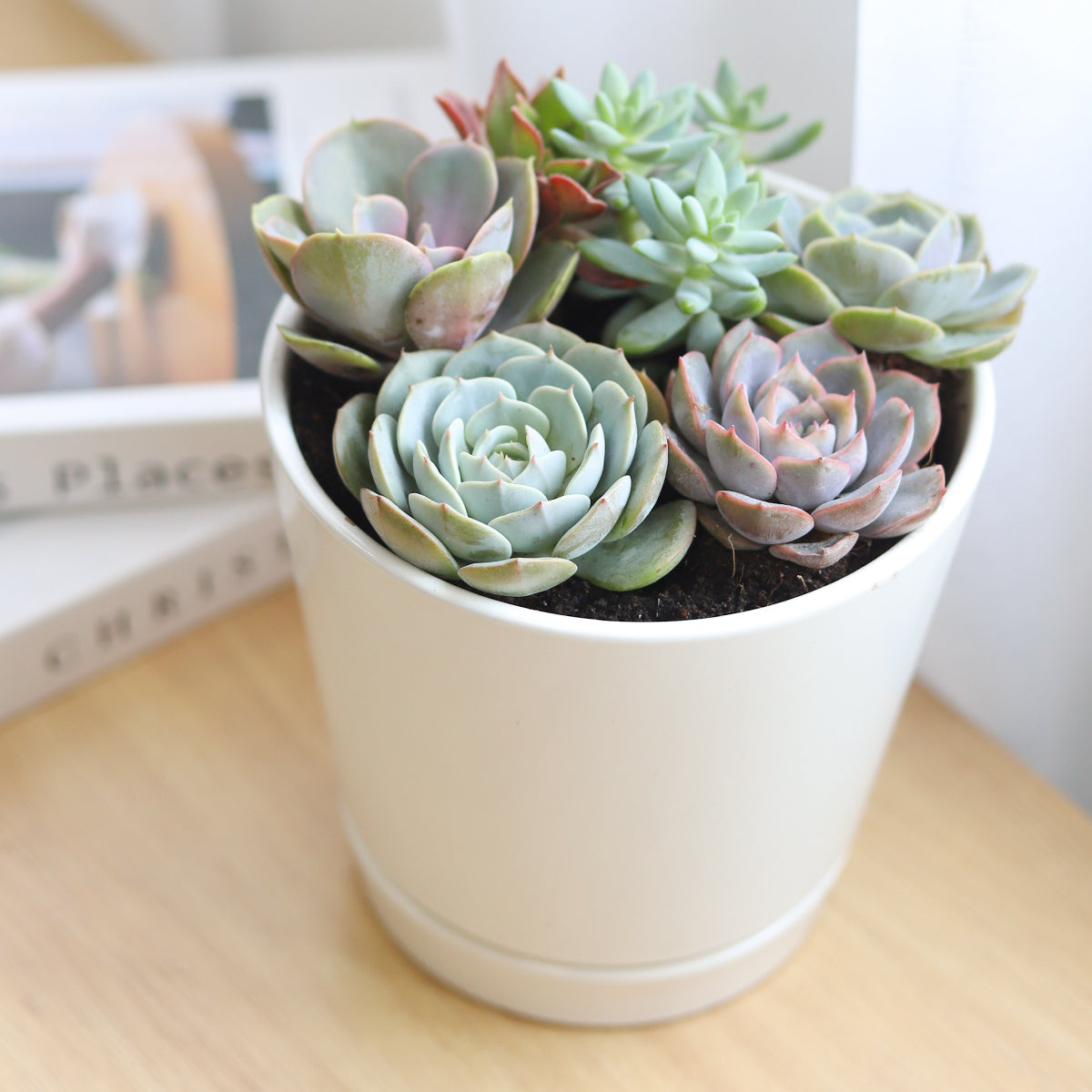 Succulent Arrangement in White Minimalist Planter