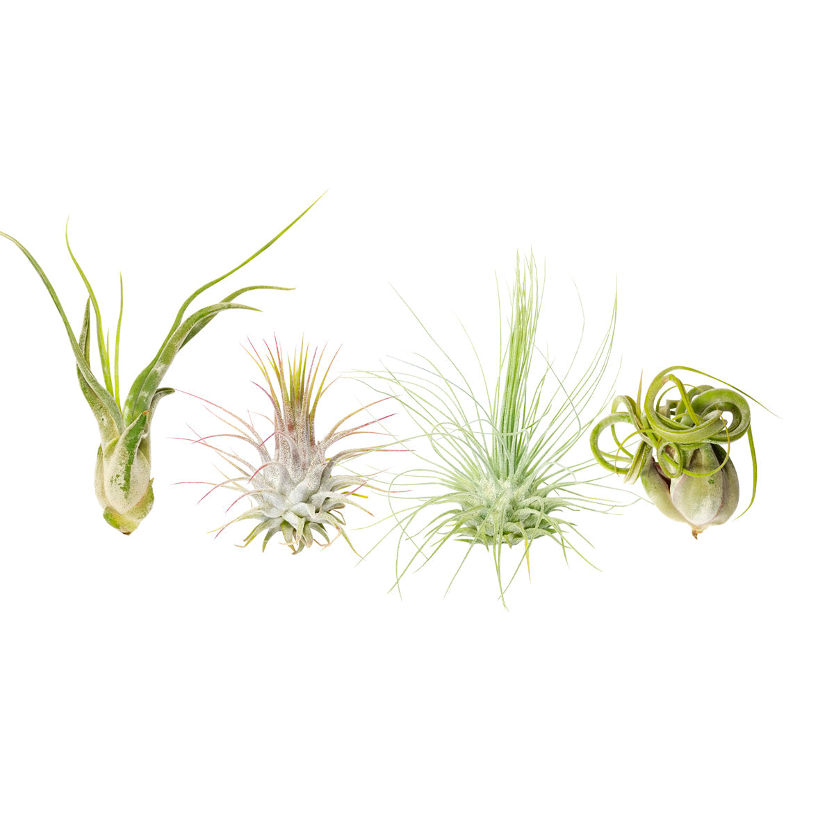 Assorted Collection of Live Air Plants Randomly Picked