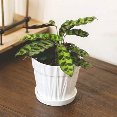 8 inch Decorative Ceramic Pot With Saucer
