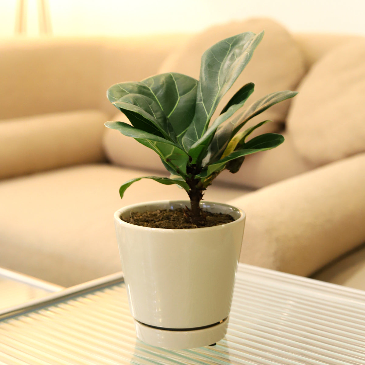 Pack of 3 Oatmeal Minimalist Ceramic Pots