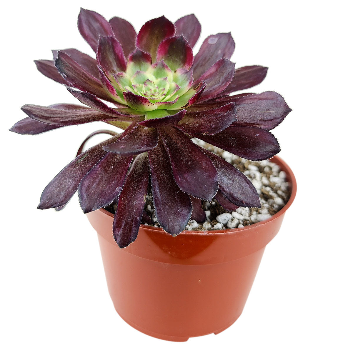 Aeonium Mardi Gras Rosettes