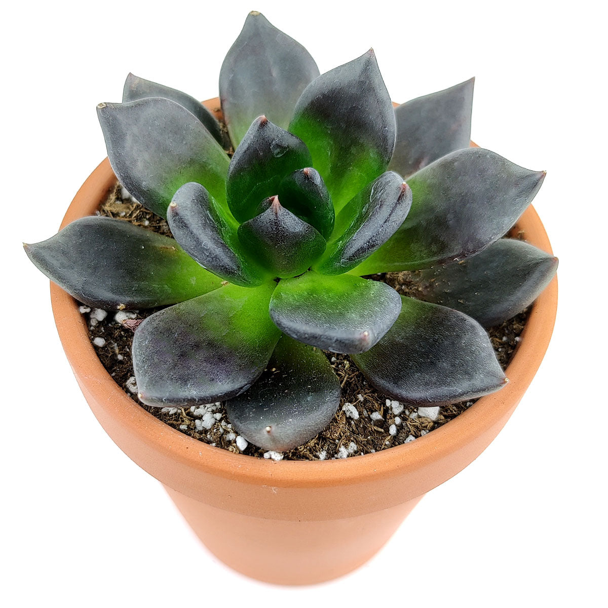 Echeveria Black Prince