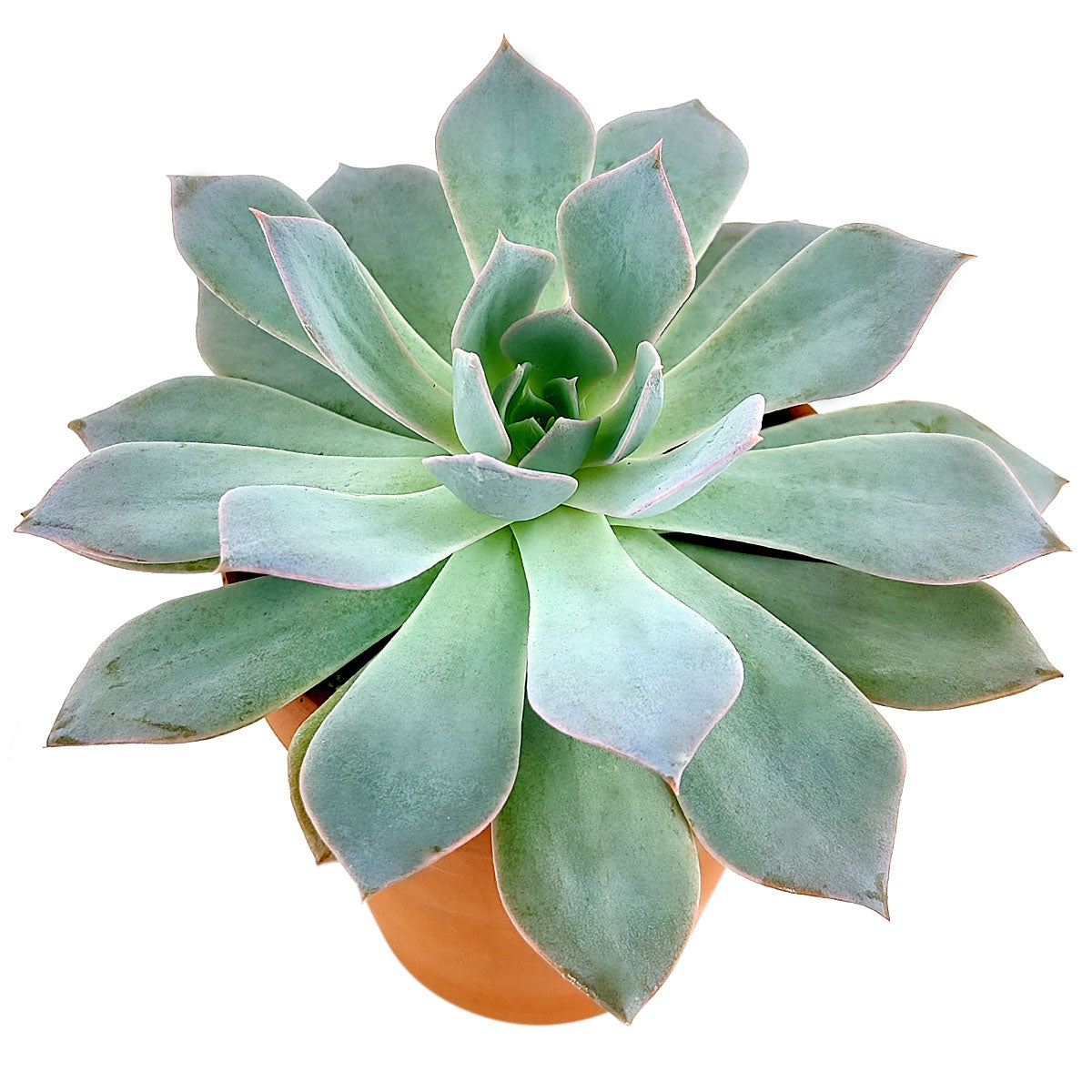 Echeveria Blue Fairy