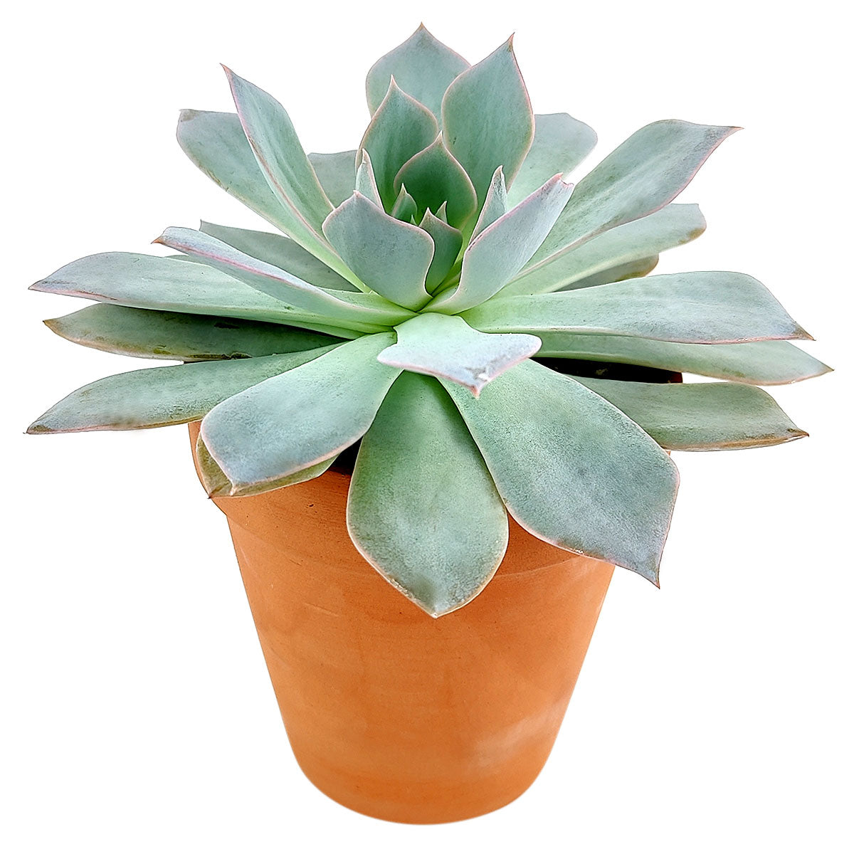 Echeveria Blue Fairy