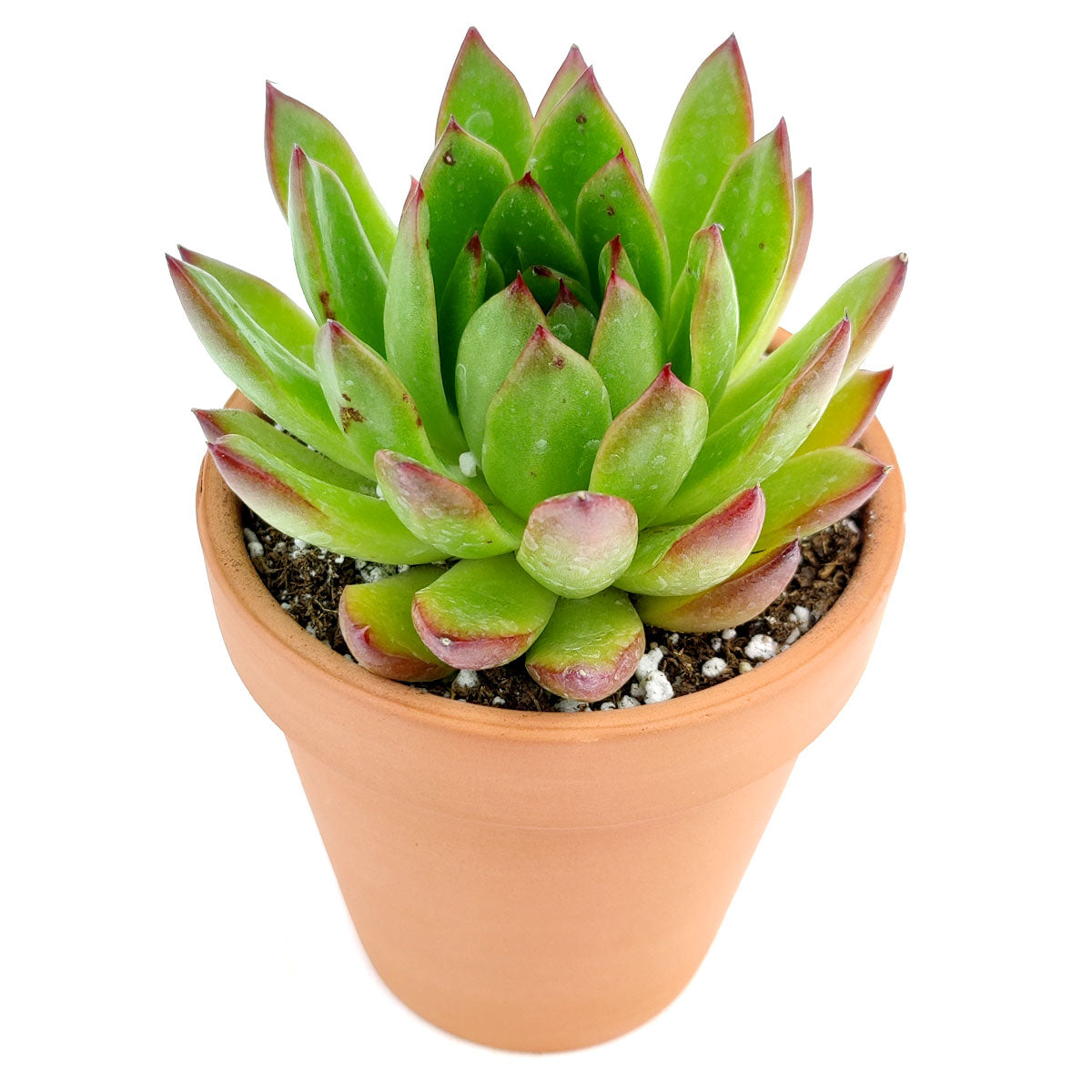 Echeveria Agavoides Lipstick Succulent