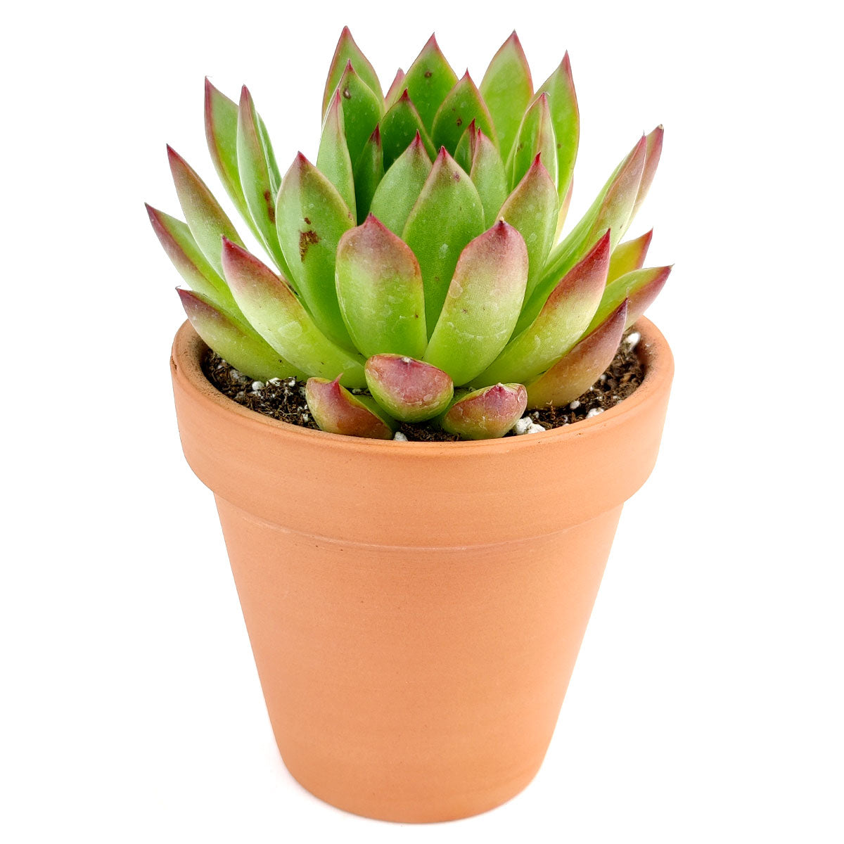 Echeveria Agavoides Lipstick Succulent