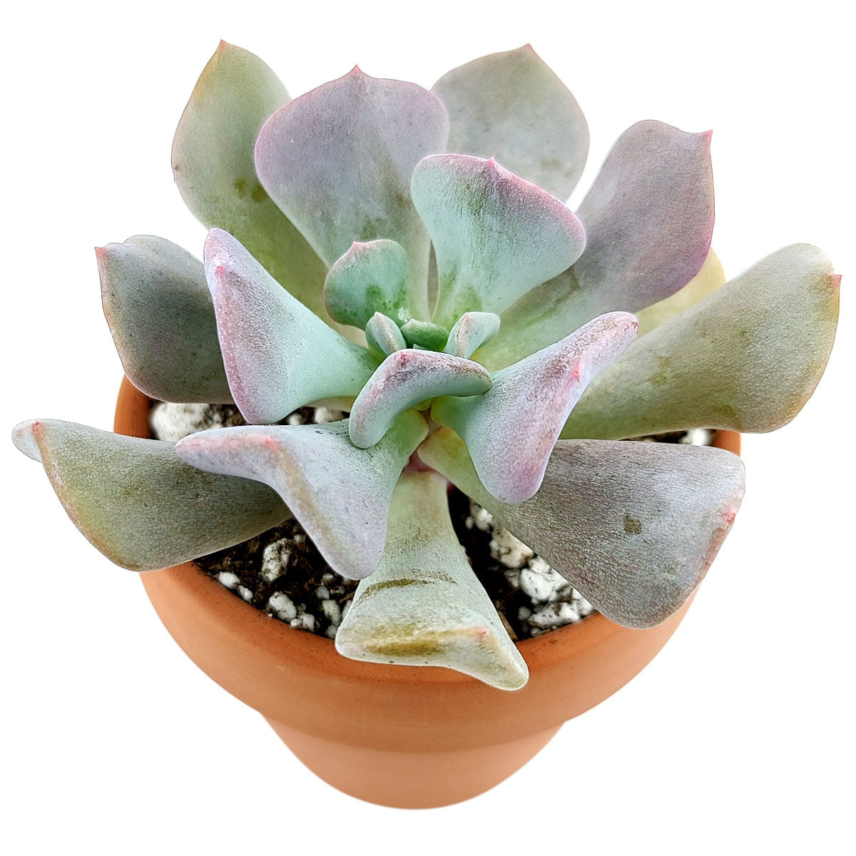 Echeveria Cubic Frost