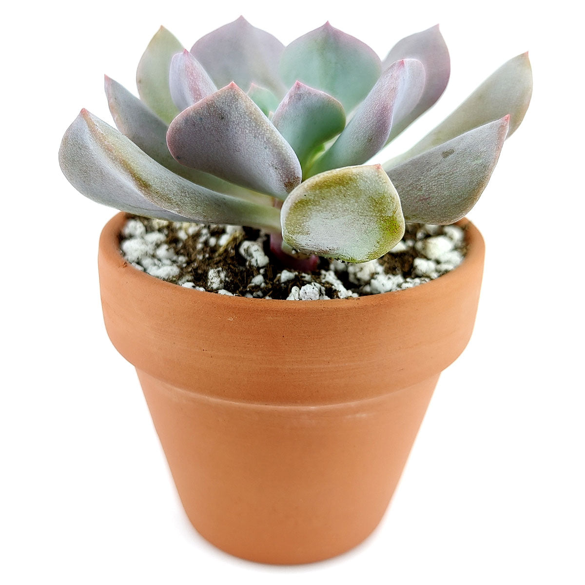 Echeveria Cubic Frost